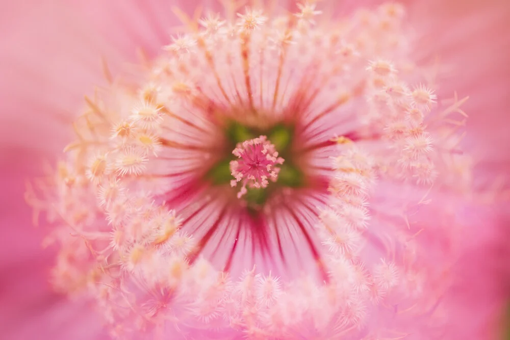 Mug mallow with wild carrot - Fineart photography by Nadja Jacke