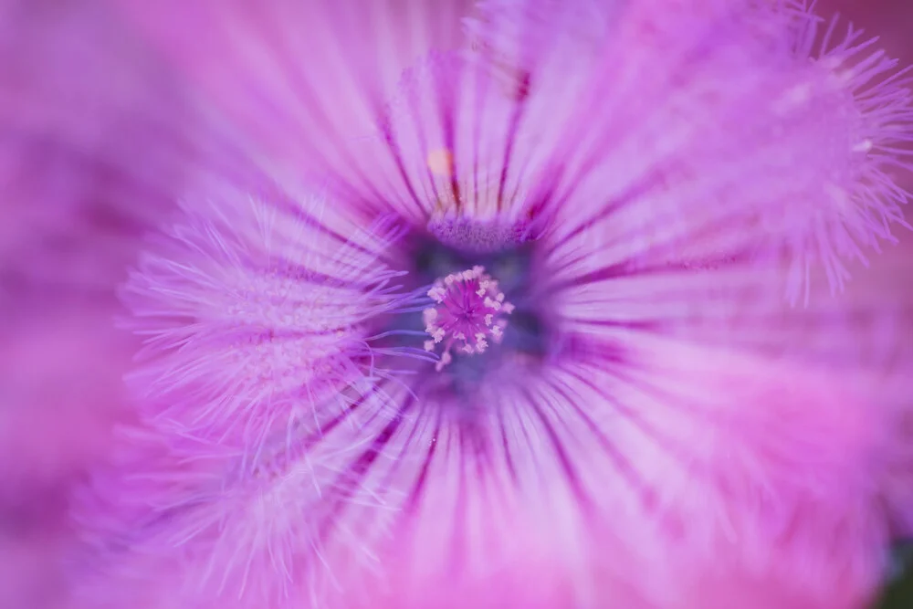 Leberbalsam Blue Horizon - fotokunst von Nadja Jacke