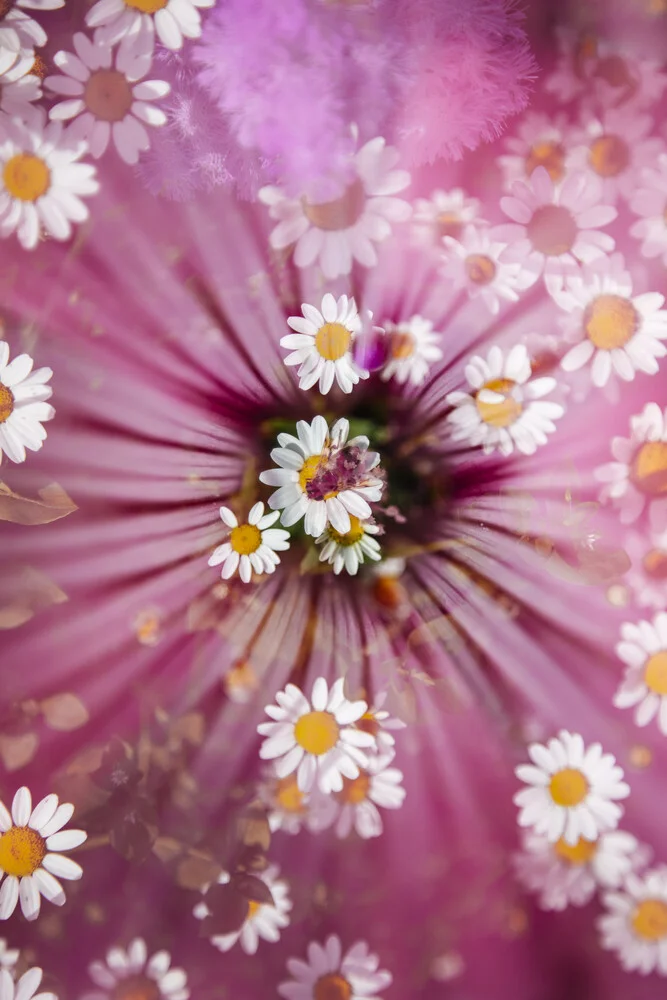 Bechermalve mit Zwergmargerite Snow Land - fotokunst von Nadja Jacke