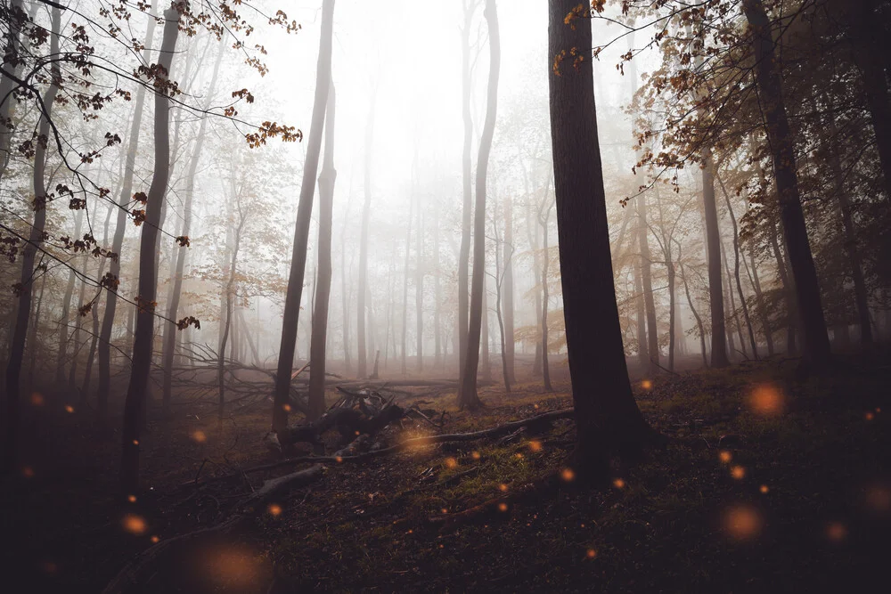 Nebelwald im Harz - fotokunst von Oliver Henze