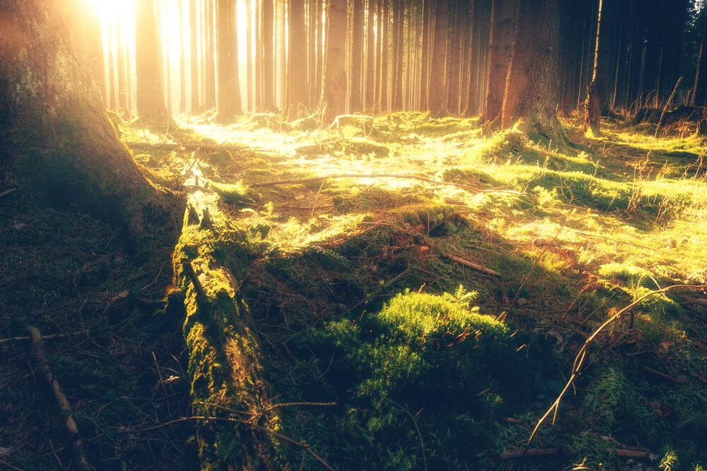 Wald Sonnenaufgang - fotokunst von Oliver Henze