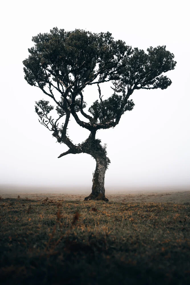 Lonely Tree 3/3 - Fineart photography by Sergej Antoni