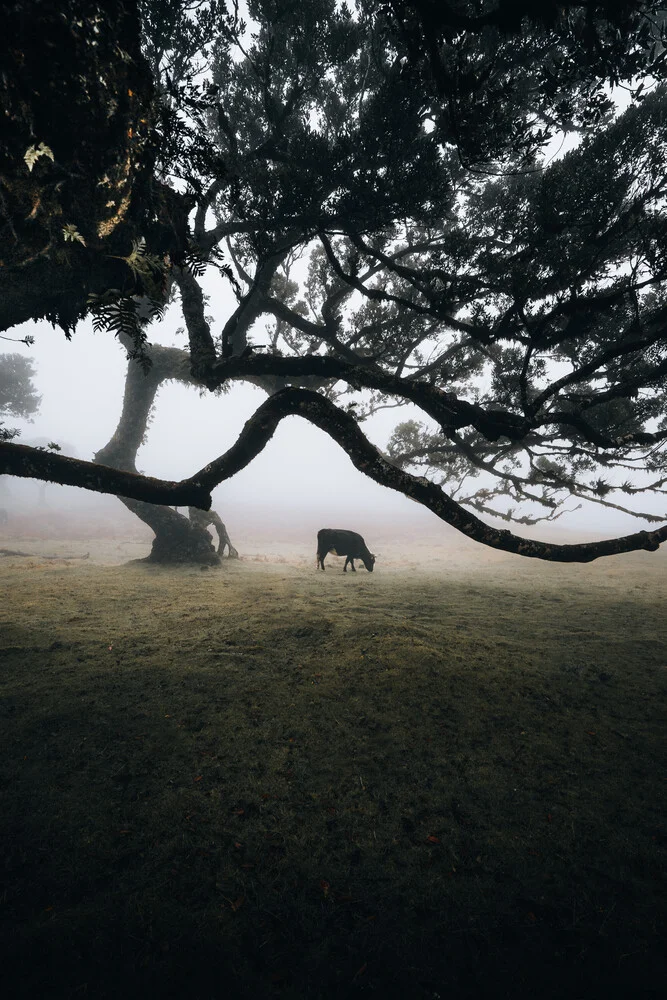 Stranger Cow - fotokunst von Sergej Antoni