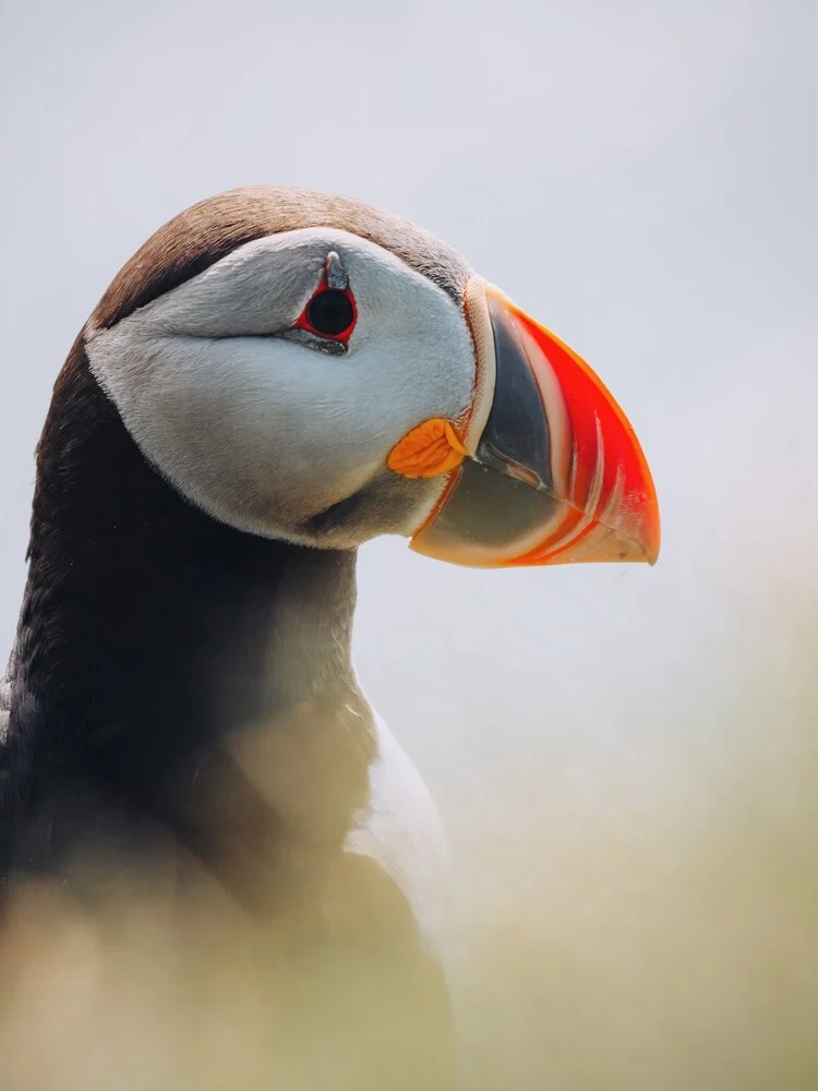 Puffin - Fineart photography by André Alexander