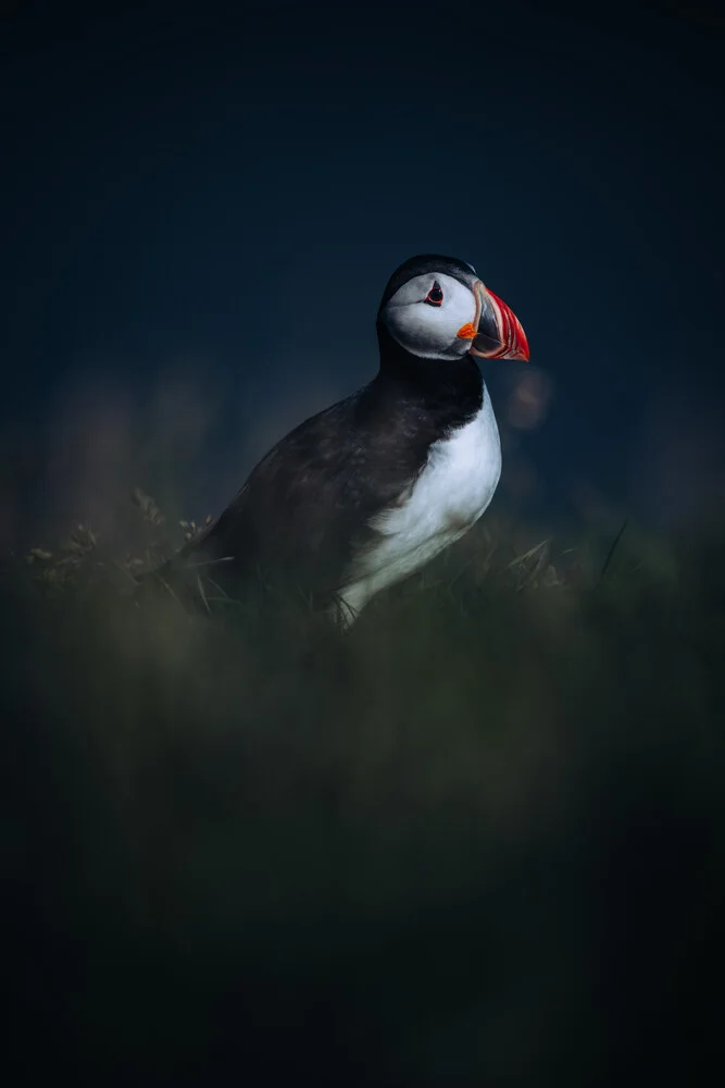 Icelandic puffin - Fineart photography by André Alexander