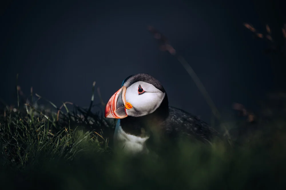 Icelandic puffin II - Fineart photography by André Alexander