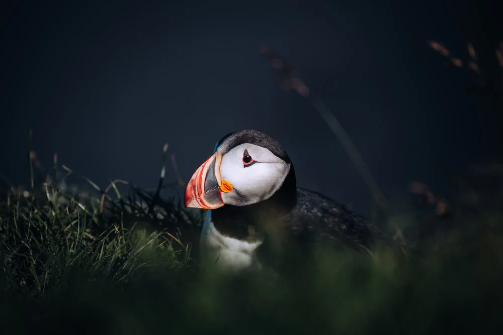 Papageientaucher II - fotokunst von André Alexander