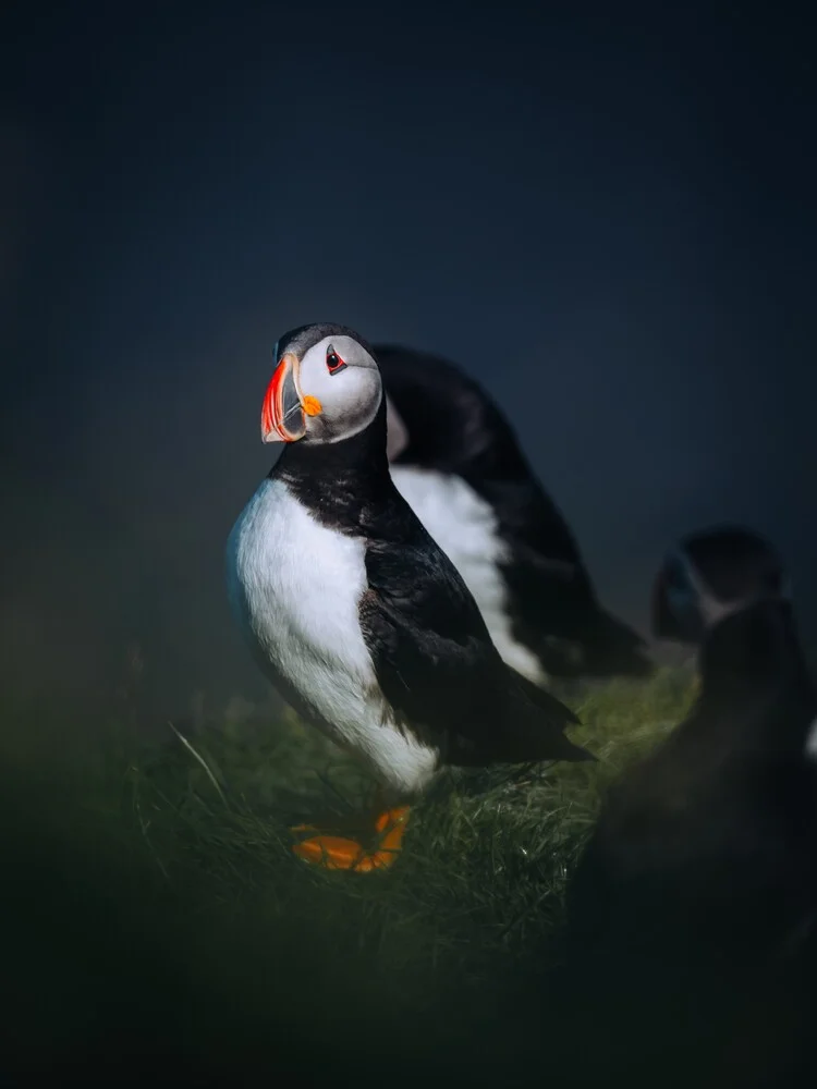 Icelandic puffin III - Fineart photography by André Alexander