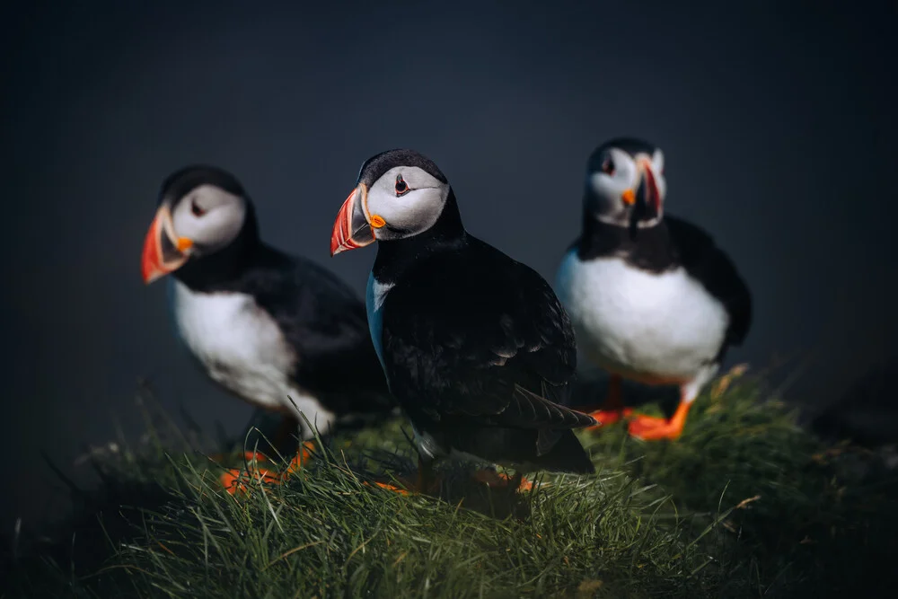 Puffin V - Fineart photography by André Alexander