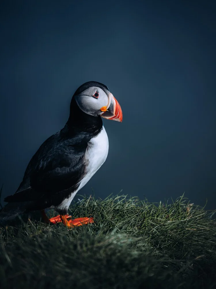 Puffin VI - Fineart photography by André Alexander