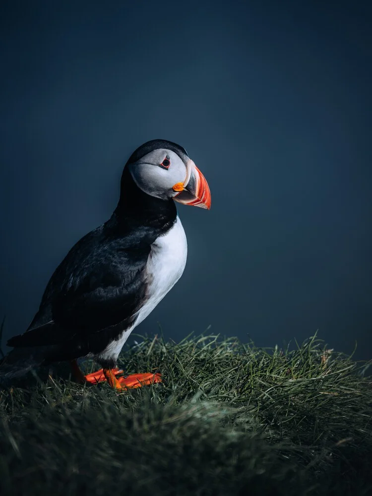 Papageientaucher VI - fotokunst von André Alexander