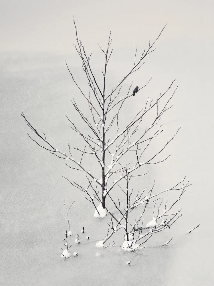 Lonely Bird - fotokunst von Lena Weisbek