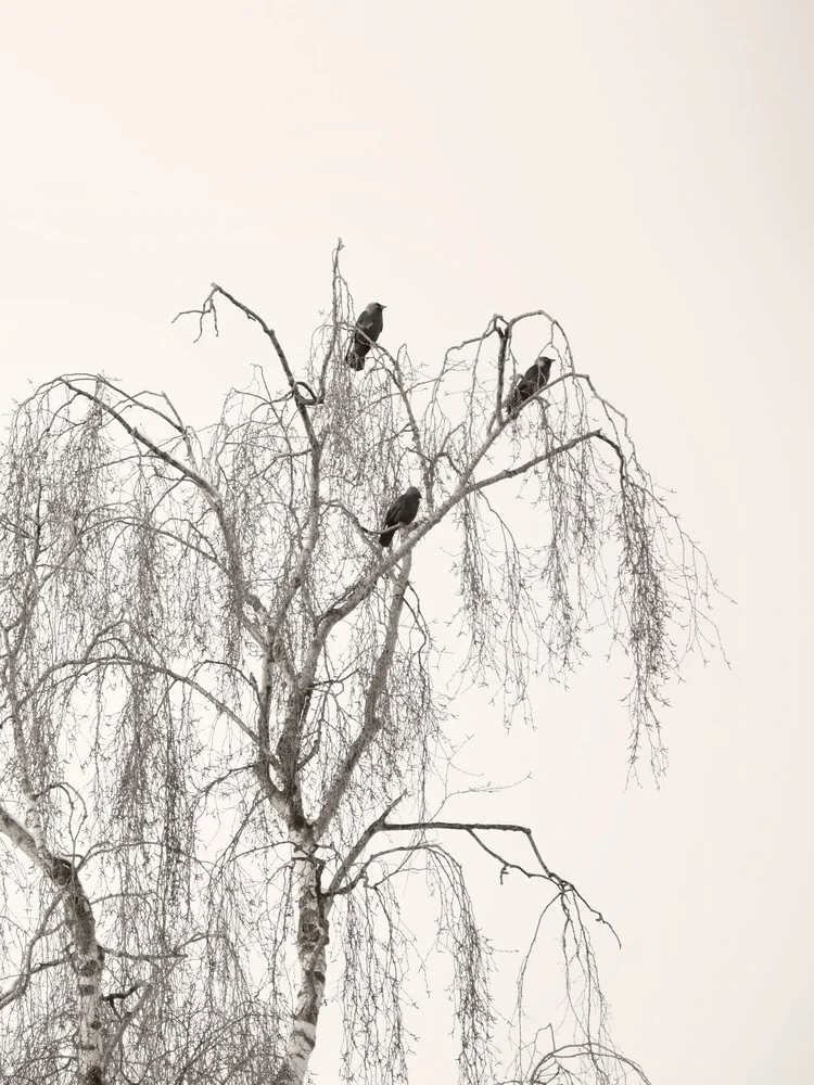 Bird Trio - Fineart photography by Lena Weisbek