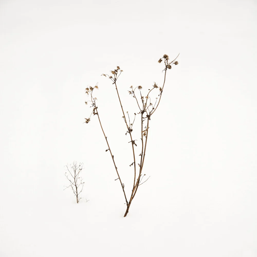 Small Twigs In Snow - fotokunst von Lena Weisbek