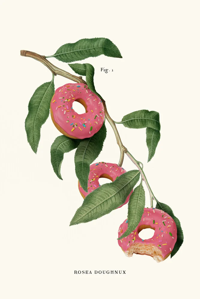 Donut Plant - fotokunst von Jonas Loose