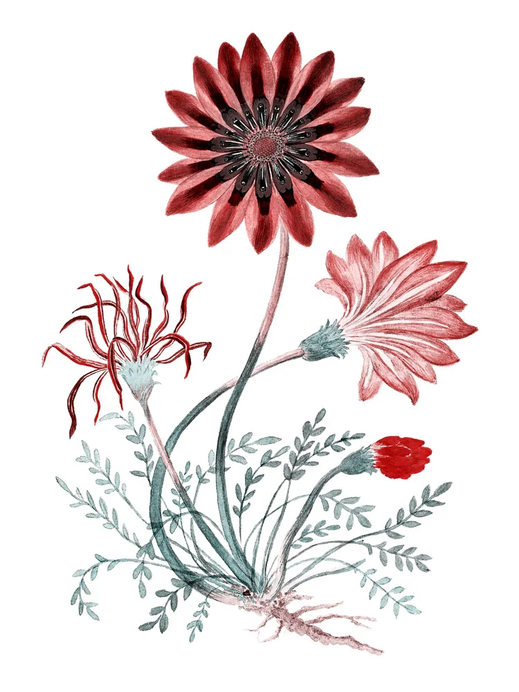 Gorteria diffusa (1777–1786) von Robert Jacob Gordon - fotokunst von Vintage Nature Graphics