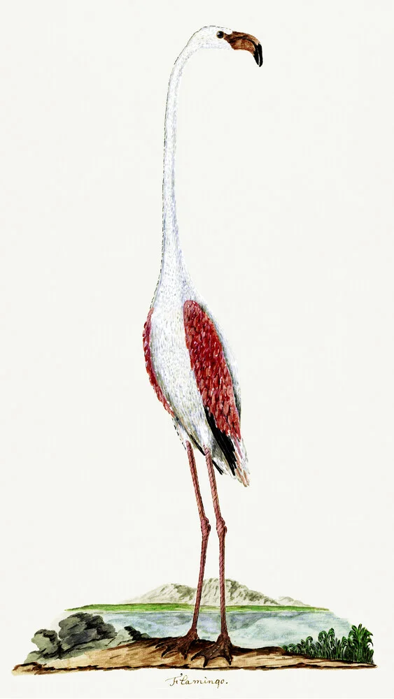 Phoenicopterus ruber roseus Rosaflamingo von Robert Jacob Gordon - fotokunst von Vintage Nature Graphics