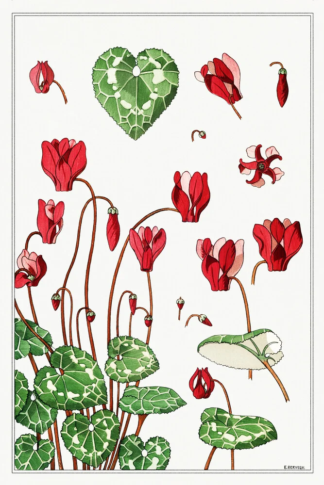 Maurice Pillard Verneuil: Cyclamen - Fineart photography by Vintage Nature Graphics