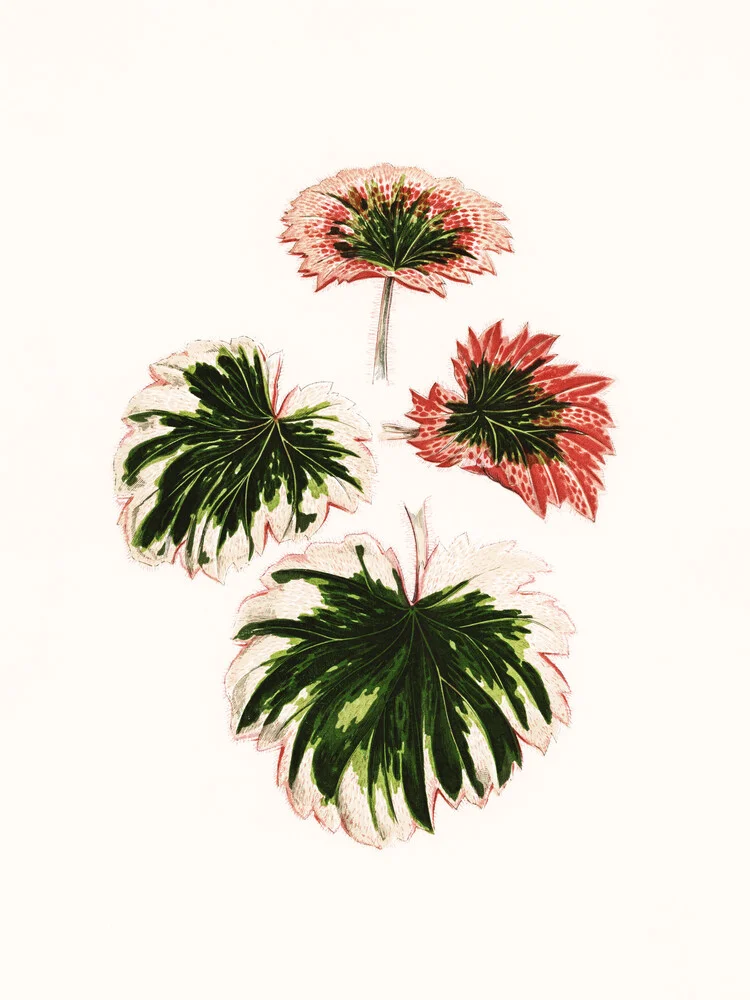 Benjamin Fawcett: Steinbrech Saxifraga Fortunei - fotokunst von Vintage Nature Graphics