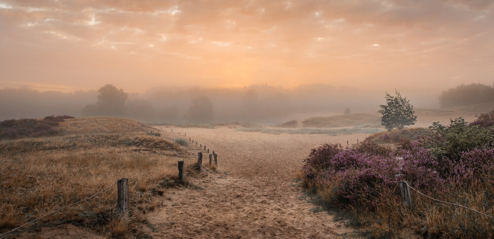 Morning fog in summer - Fineart photography by Nils Steiner