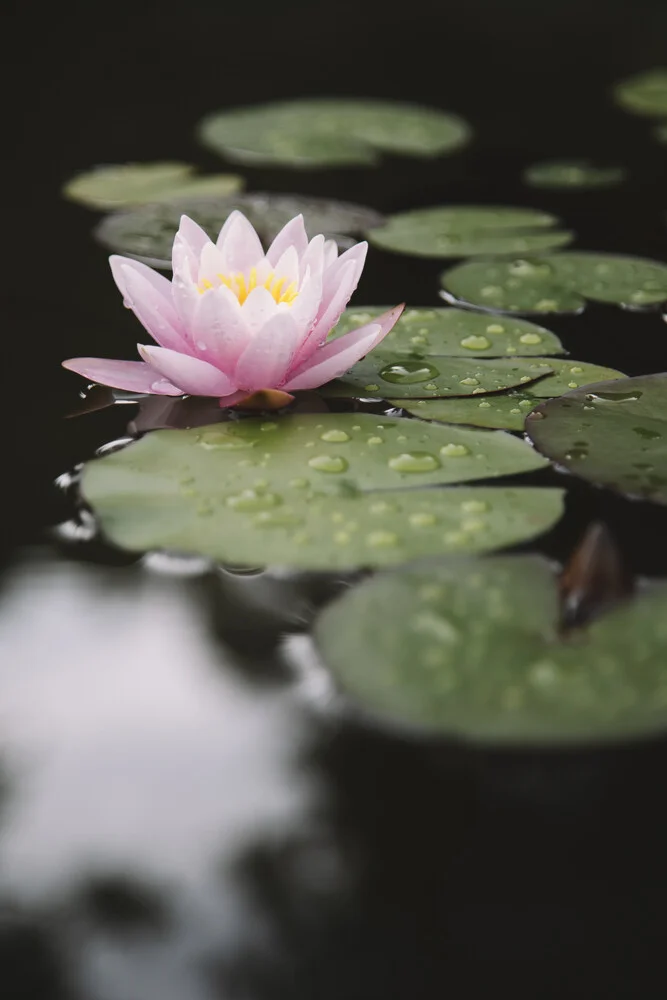 Blühende Seerose - fotokunst von Nadja Jacke