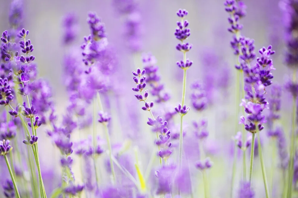 Blühender Lavendel - fotokunst von Nadja Jacke