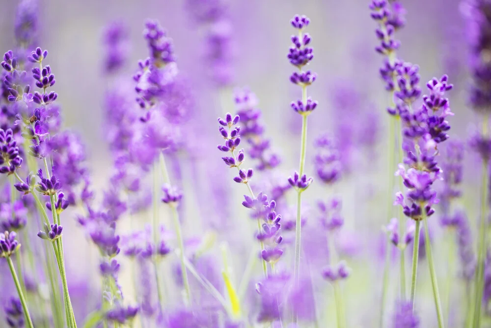Blühender Lavendel, Deutschland – Fotokunst von Nadja Jacke als Poster oder Acrylglasbild
