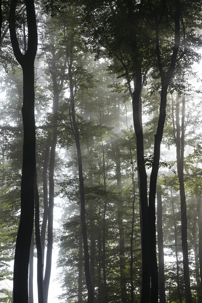 Nebel im Laubwald - fotokunst von Nadja Jacke