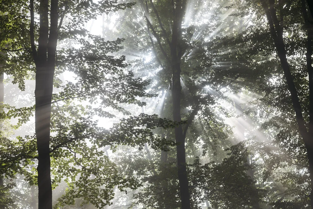 Nebel im Laubwald - fotokunst von Nadja Jacke