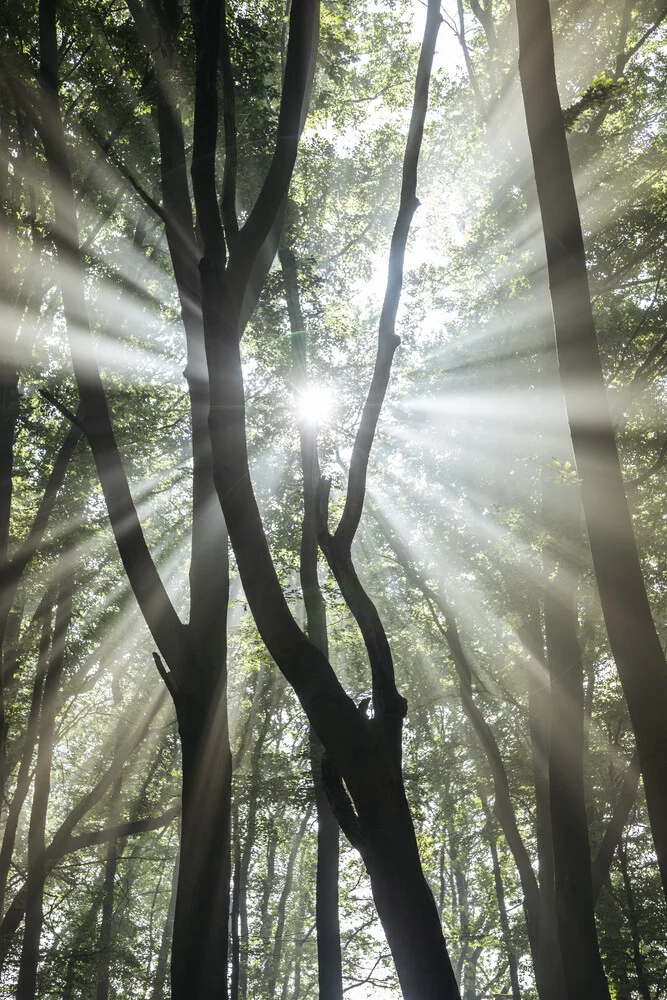Fog and sunlight in the forest - Fineart photography by Nadja Jacke