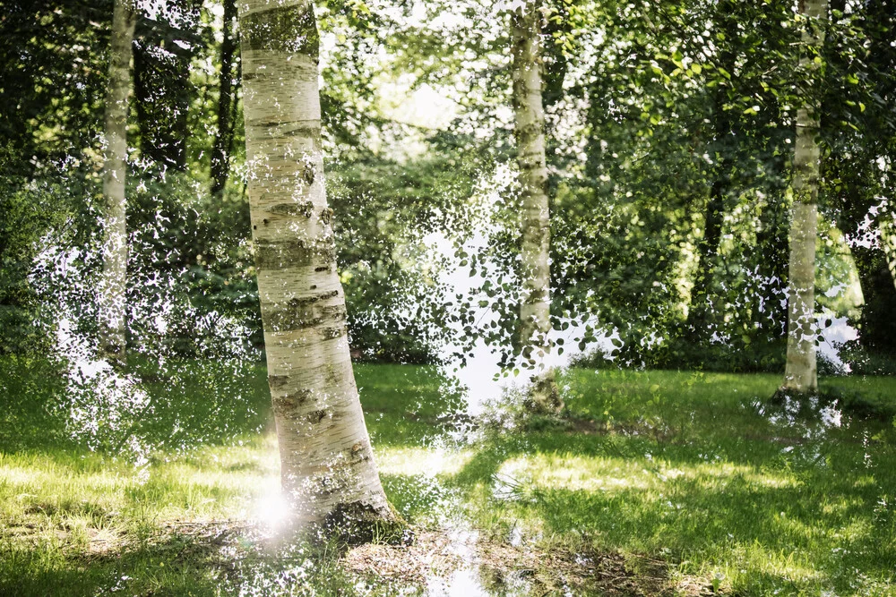 Birken im Sommer - fotokunst von Nadja Jacke