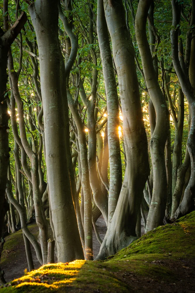 Licht im Küstenwald - fotokunst von Martin Wasilewski