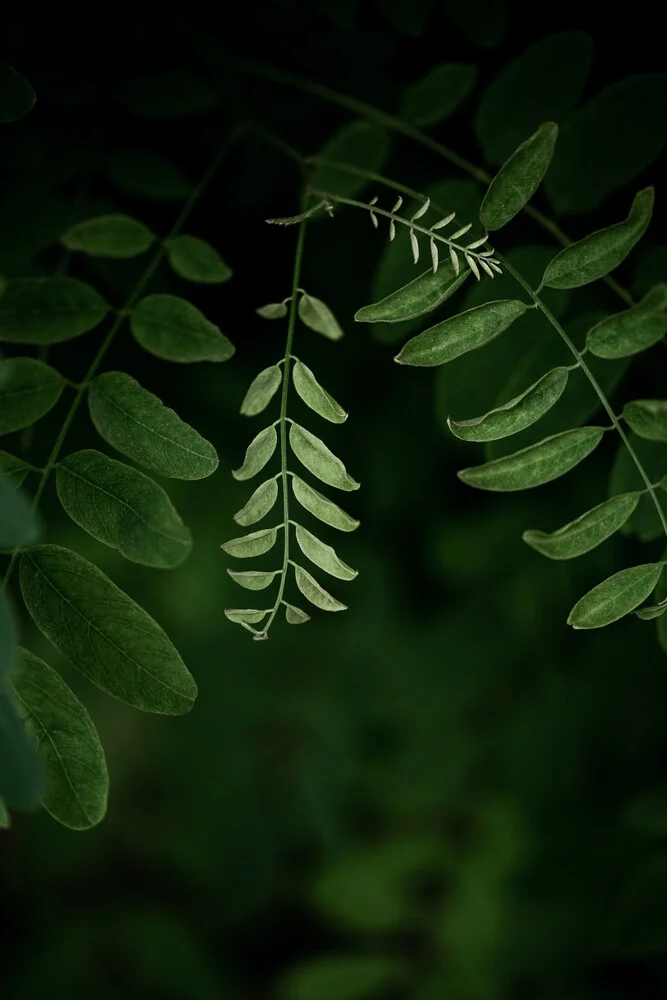 Dark Leaves 17 - Fineart photography by Mareike Böhmer