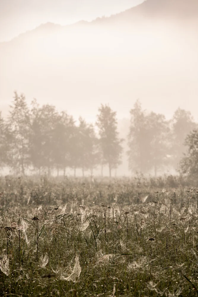 Foggy Morning 6 - fotokunst von Mareike Böhmer