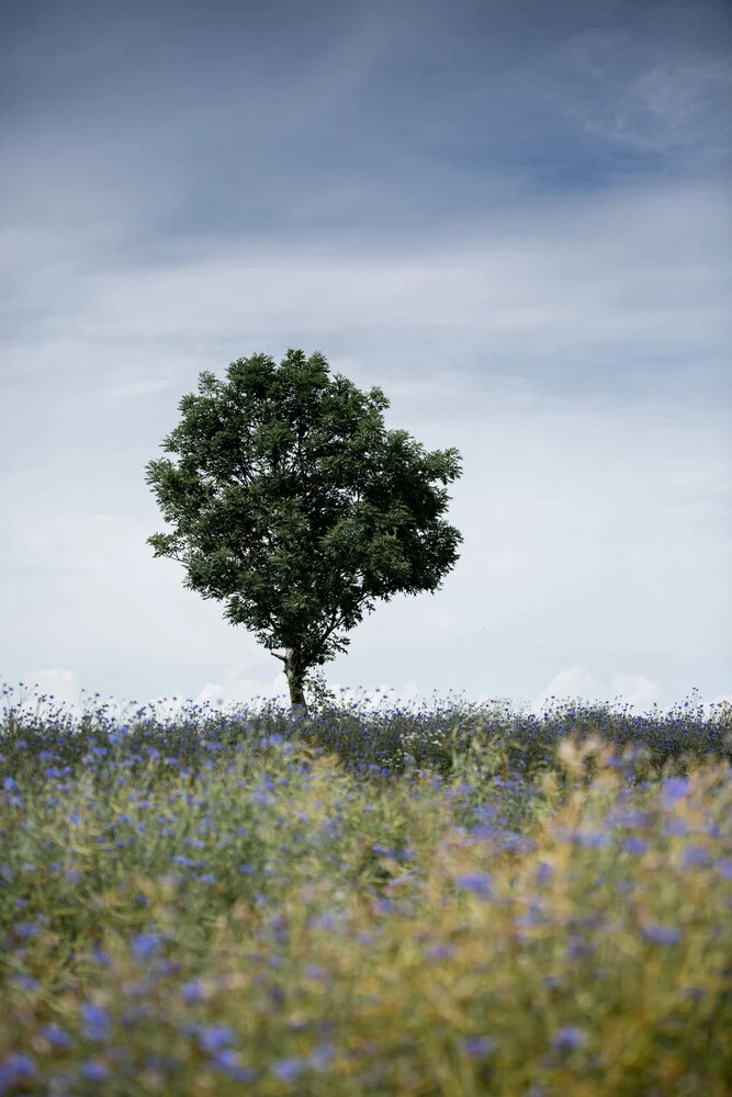 Summer Meadow - fotokunst von Mareike Böhmer