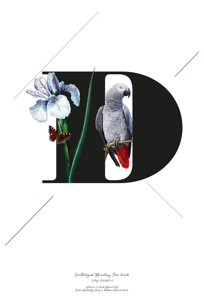 Botancial Alphabet D - fotokunst von Froilein  Juno