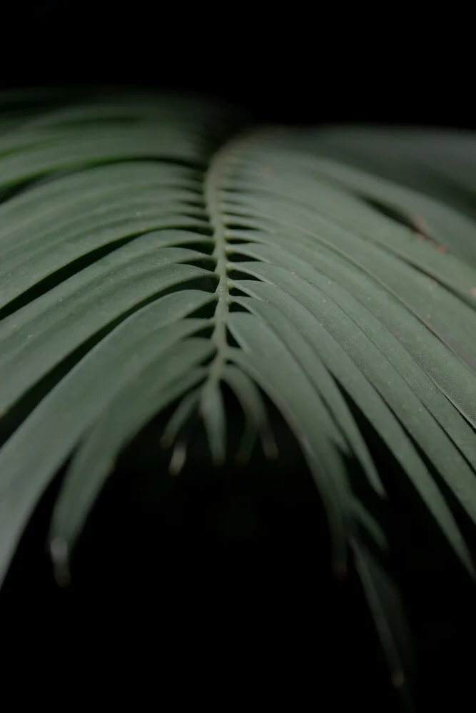 Palm Tree no.2 - Fineart photography by Froilein  Juno