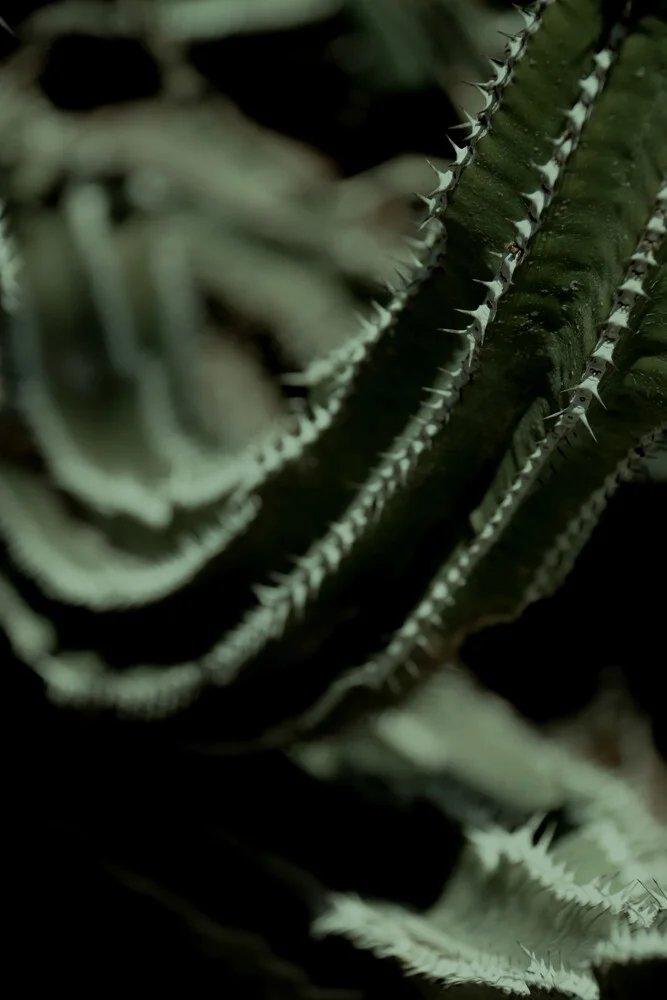 Kaktus no.1 - fotokunst von Froilein  Juno
