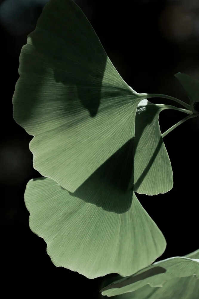 Ginko. no.3 - Fineart photography by Froilein  Juno