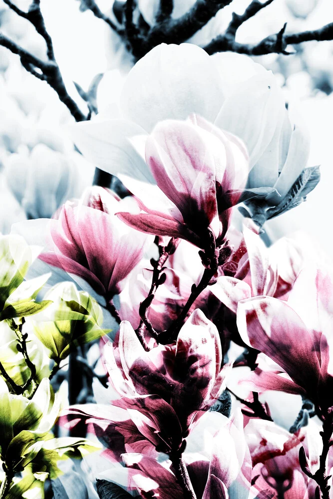 Magnolia no.1 - Fineart photography by Froilein  Juno