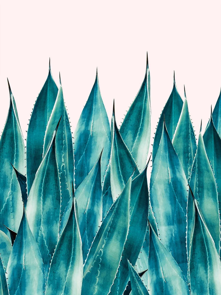 Summer Agave - fotokunst von Uma Gokhale