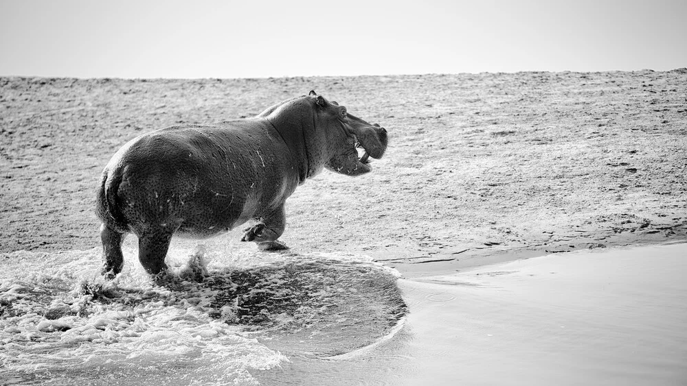 hippopotamus amphibius - Fineart photography by Dennis Wehrmann