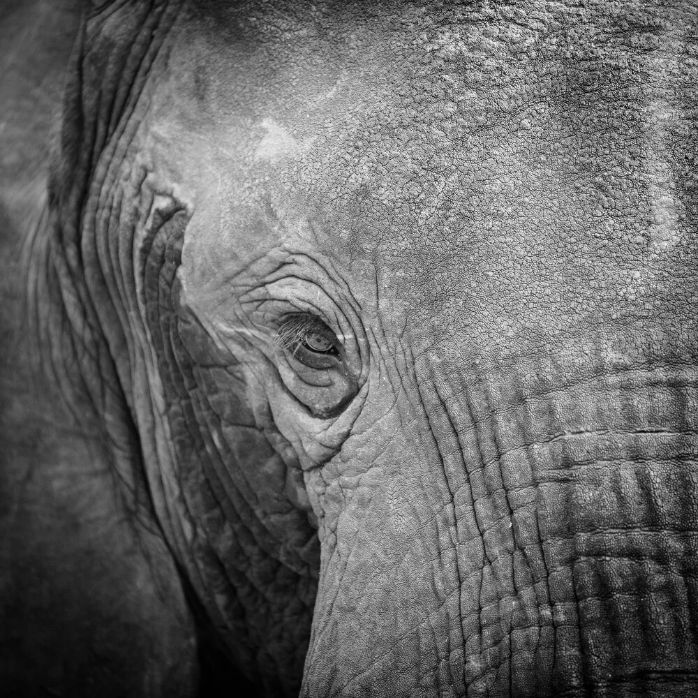 Porträt Elefant South Luangwa Nationalpark Sambia - fotokunst von Dennis Wehrmann