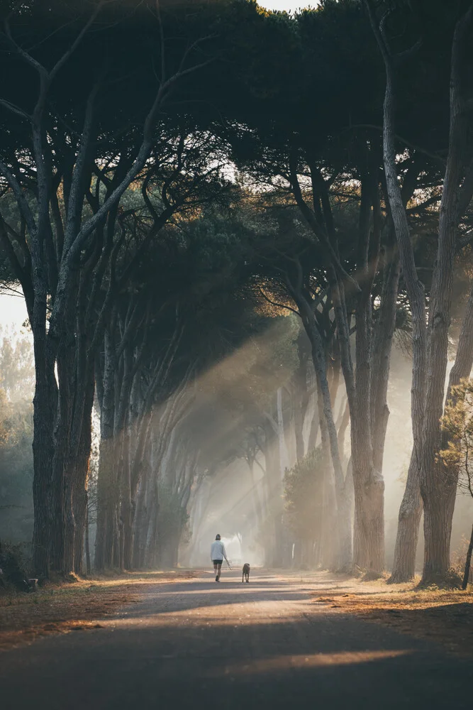 Morning walk through the forests of Pisa, Italy - fotokunst von Philipp Heigel