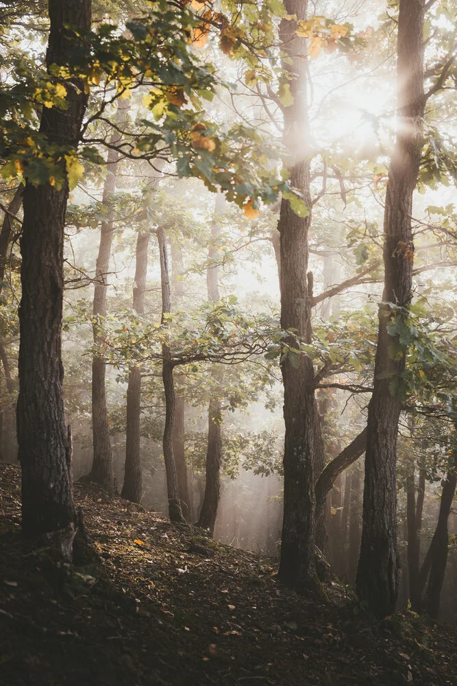 Autumn foliage. - fotokunst von Philipp Heigel