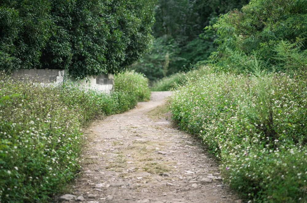 Country Road - Fineart photography by AJ Schokora