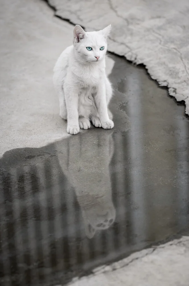 Cat Life - fotokunst von AJ Schokora