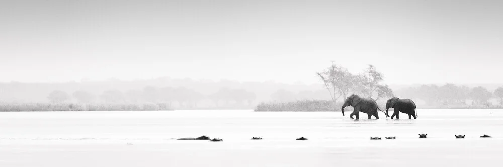 Elephants crossing the mighty Zambezi - fotokunst von Dennis Wehrmann