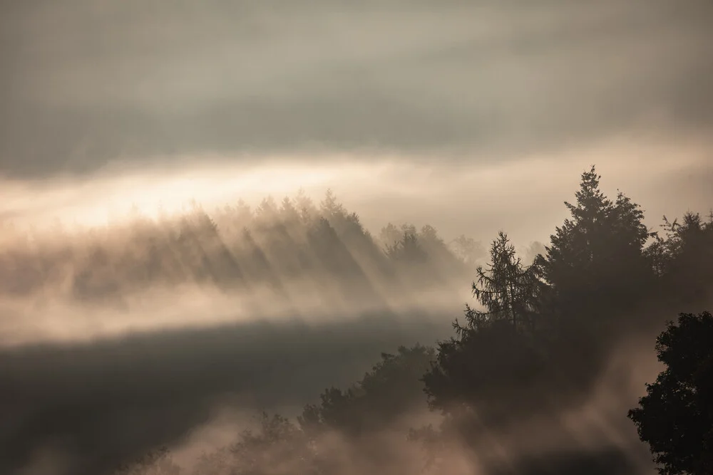 Fotokunst: sanfte Lichtstrahlen durch Nebel und Bäume im Morgenwald