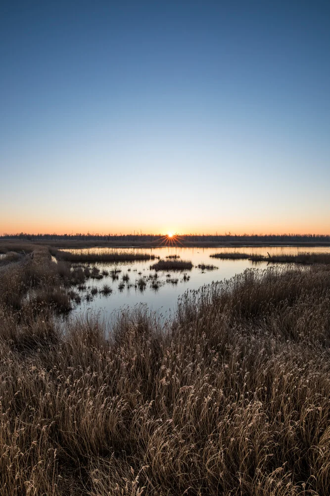 Sonnenaufgang im Schilf - fotokunst von Sebastian Worm